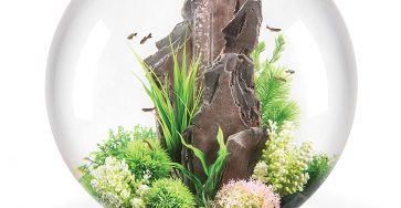 biorb fish tank