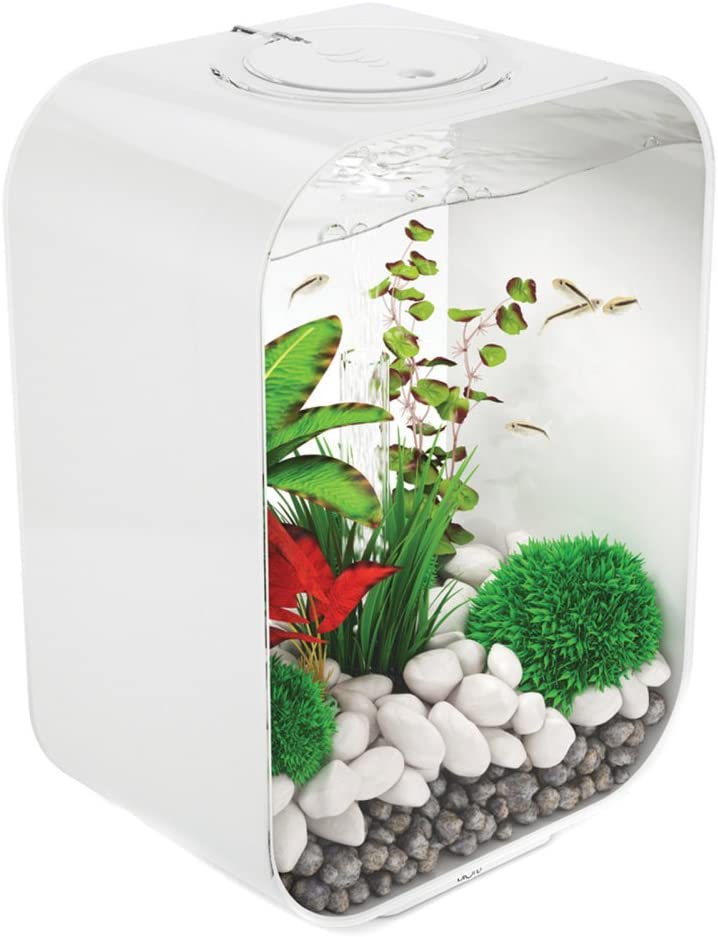 biorb fish tank